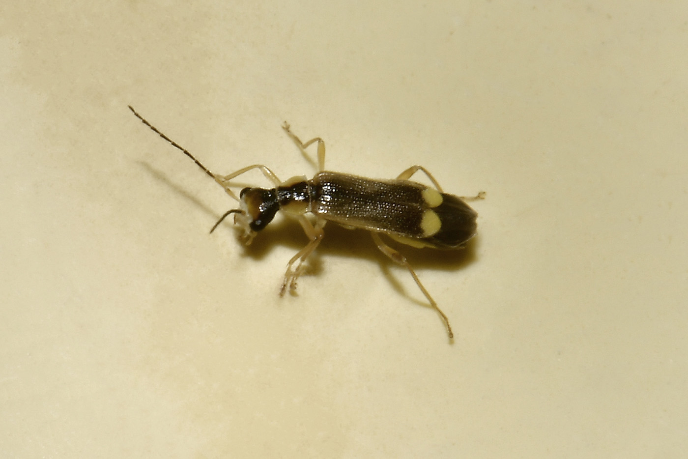 Cantharidae: Malthinus seriepunctatus oppure M. reflexus
